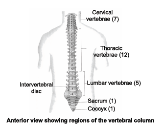 Locomotion and Movement 4