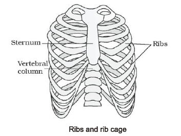 Locomotion and Movement 6