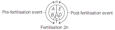 Reproduction in Organisms 10