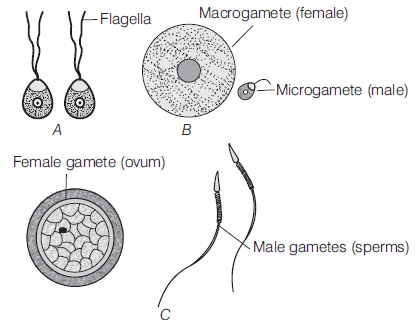 Reproduction in Organisms 11