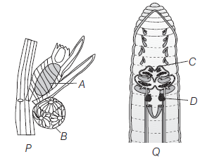 Reproduction in Organisms 12