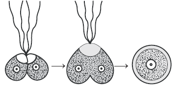 Reproduction in Organisms 14