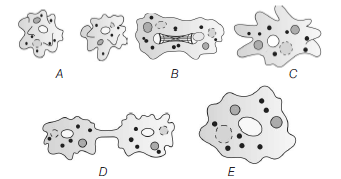 Reproduction in Organisms 2