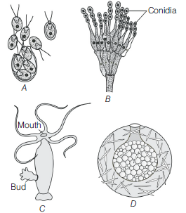 Reproduction in Organisms 3