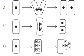 Reproduction in Organisms 4