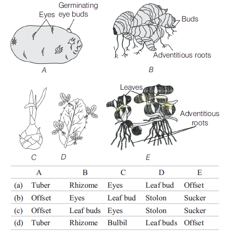 Reproduction in Organisms 7