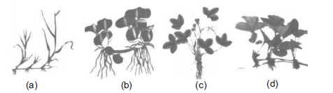 Reproduction in Organisms 8