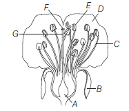 Sexual Reproduction In Flowering Plants 1