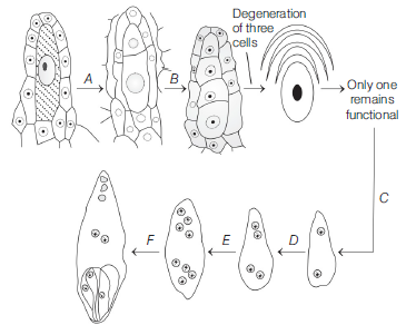 Sexual Reproduction In Flowering Plants 10
