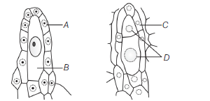 Sexual Reproduction In Flowering Plants 11