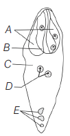 Sexual Reproduction In Flowering Plants 12