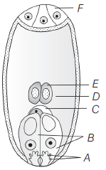 Sexual Reproduction In Flowering Plants 13