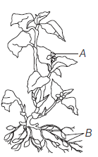 Sexual Reproduction In Flowering Plants 14