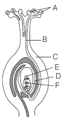 Sexual Reproduction In Flowering Plants 15