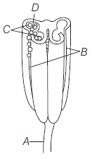 Sexual Reproduction In Flowering Plants 2