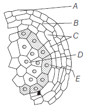 Sexual Reproduction In Flowering Plants 3