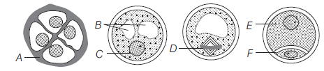 Sexual Reproduction In Flowering Plants 5