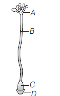 Sexual Reproduction In Flowering Plants 6