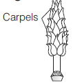 Sexual Reproduction In Flowering Plants 8