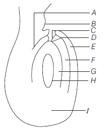 Sexual Reproduction In Flowering Plants 9