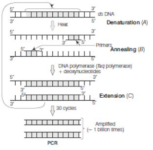 CBSE Class 12 Biology Biotechnology Principles and Processes Worksheet