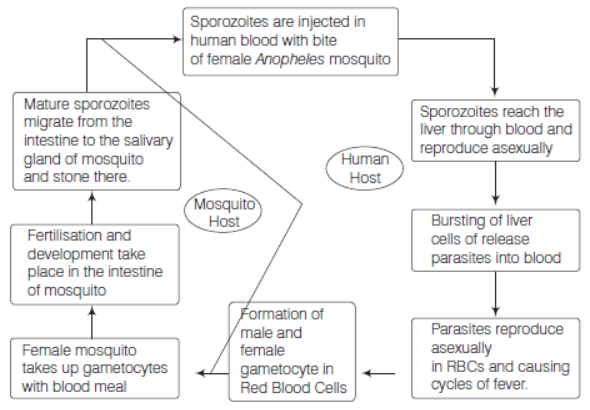 CBSE Class 12 Biology Human Health and Diseases VBQs