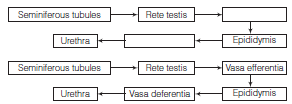 CBSE Class 12 Biology Human Reproduction Worksheet Set A