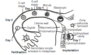 CBSE Class 12 Biology Human Reproduction Worksheet Set A