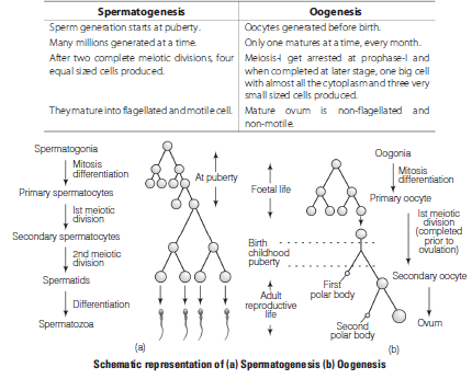 CBSE Class 12 Biology Human Reproduction Worksheet Set A