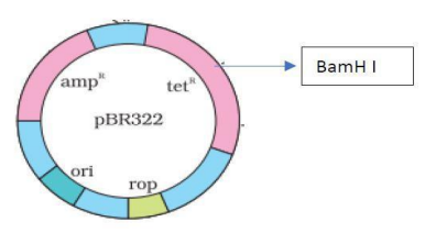 CBSE Class 12 Biology Sample Paper 2023 Solved