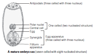 CBSE Class 12 Biology Sexual Reproduction in Flowering Plants Worksheet Set A