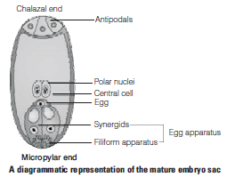 CBSE Class 12 Biology Sexual Reproduction in Flowering Plants Worksheet Set A