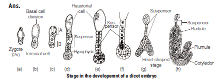 CBSE Class 12 Biology Sexual Reproduction in Flowering Plants Worksheet Set A