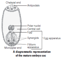 CBSE Class 12 Biology Sexual Reproduction in Flowering Plants Worksheet Set A