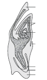 CBSE Class 12 Biology Sexual Reproduction in Flowering Plants Worksheet Set A