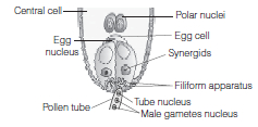 CBSE Class 12 Biology Sexual Reproduction in Flowering Plants Worksheet Set A