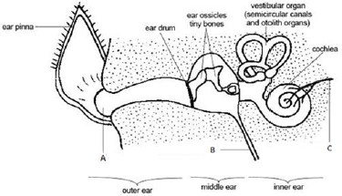 CBSE Class 9 Science Sound Worksheet Set B_2