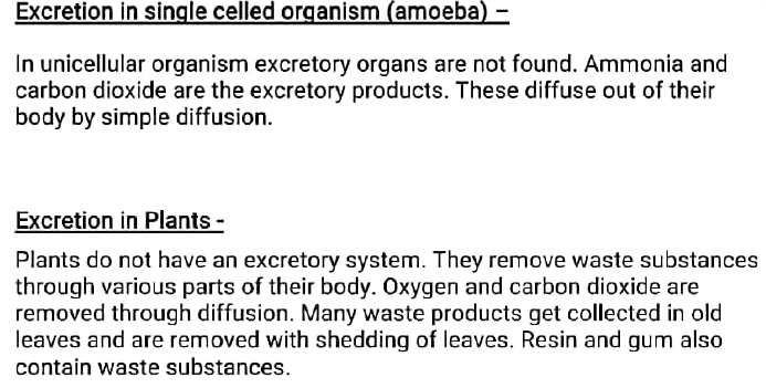 class 10 bio excretion 11