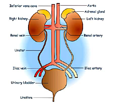 class 10 bio excretion 2