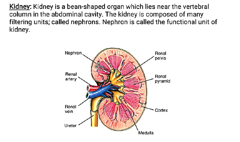 class 10 bio excretion 3