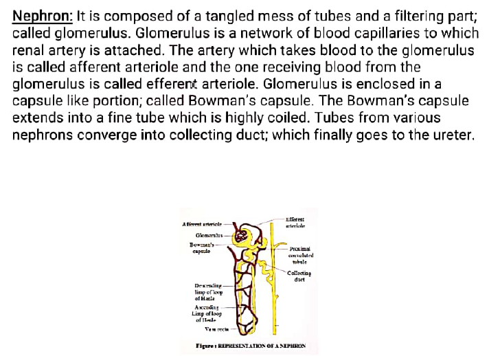 class 10 bio excretion 4