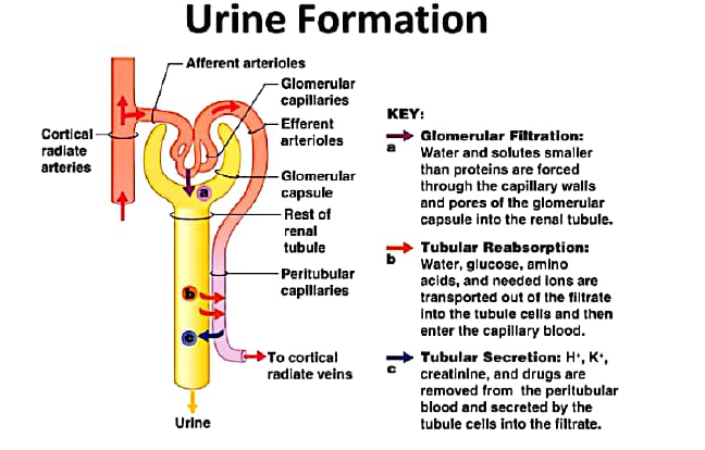 class 10 bio excretion 8