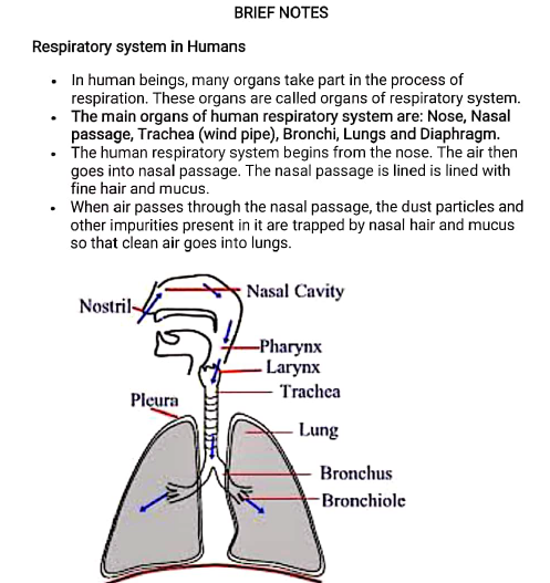 class10 bio notes3 respiration in human 1