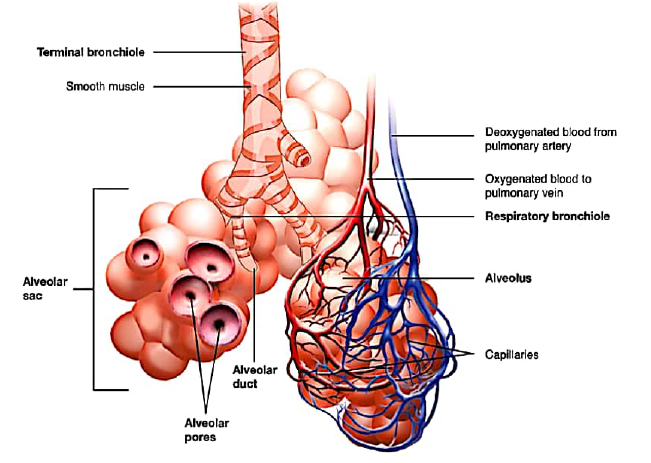 class10 bio notes3 respiration in human 3