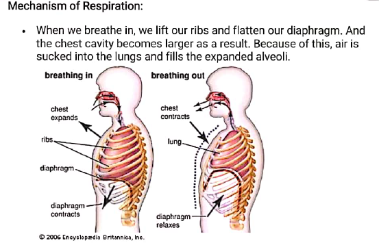 class10 bio notes3 respiration in human 4
