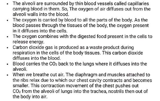 class10 bio notes3 respiration in human 5