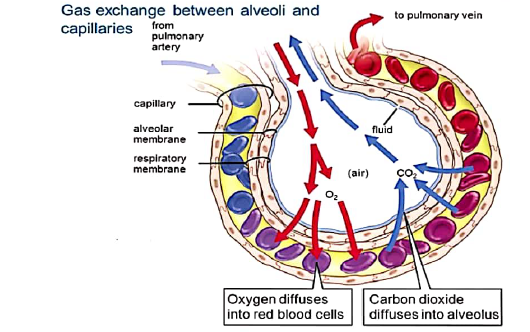 class10 bio notes3 respiration in human 6