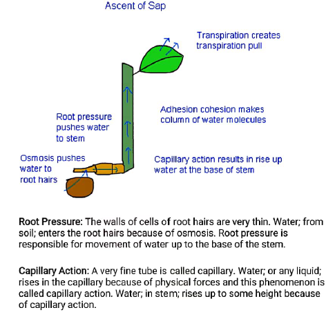 class10 biology notes1 transportation 2