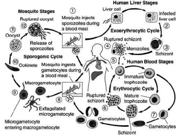 cbse-class-12-biology-vbqs-set-b