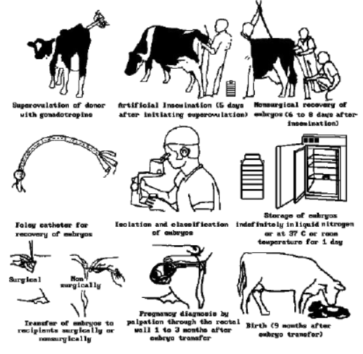 cbse-class-12-biology-vbqs-set-b